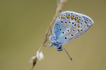 20120820-Argus bleu-0014.jpg